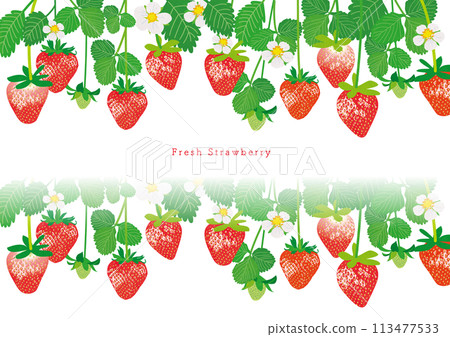 Illustration material of strawberries Illustration material of strawberries 113477533