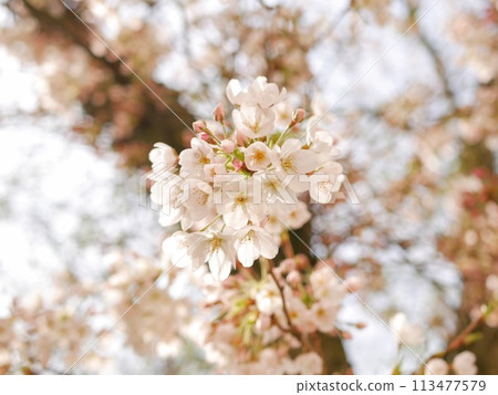 Cherry blossoms and buds Cherry blossoms and buds 113477579