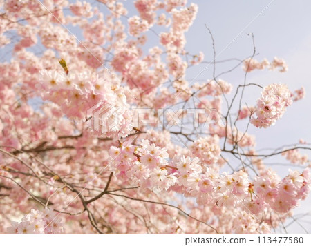The contrast between the pink cherry blossoms and the light blue sky The contrast between the pink cherry blossoms and the light blue sky 113477580