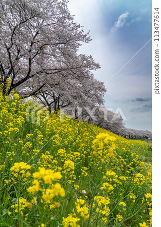 Scenery of cherry blossoms and rape blossoms (Shimotsuke City, Tochigi Prefecture) Scenery of cherry blossoms and rape blossoms (Shimotsuke City, Tochigi Prefecture) 113477614