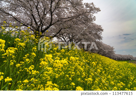 Scenery of cherry blossoms and rape blossoms (Shimotsuke City, Tochigi Prefecture) 113477615