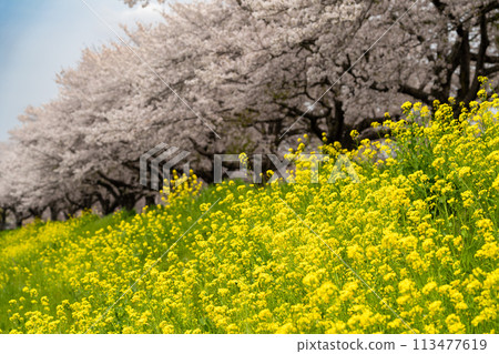 櫻花和油菜花的風景(栃木縣下野市) 櫻花和油菜花的風景(栃木縣下野市) 113477619