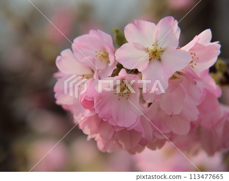 三月盛開的櫻花“金大亞曙” 三月盛開的櫻花“金大亞曙” 113477665