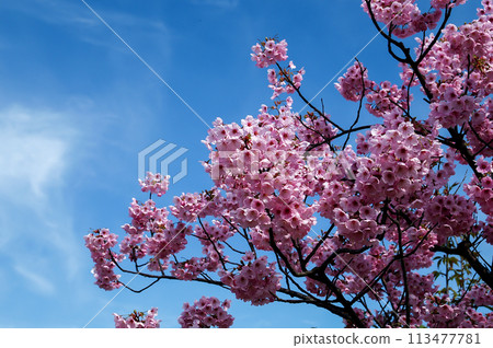 櫻花 陽光 櫻花 陽光 113477781