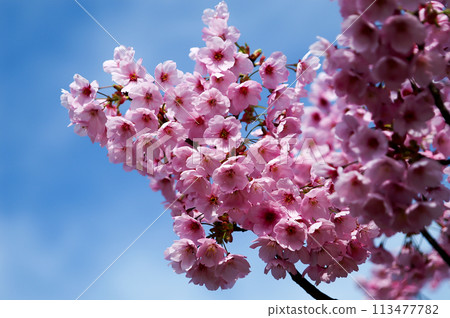 櫻花 陽光 櫻花 陽光 113477782