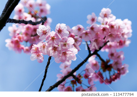 Cherry Blossoms, Sunshine 113477794