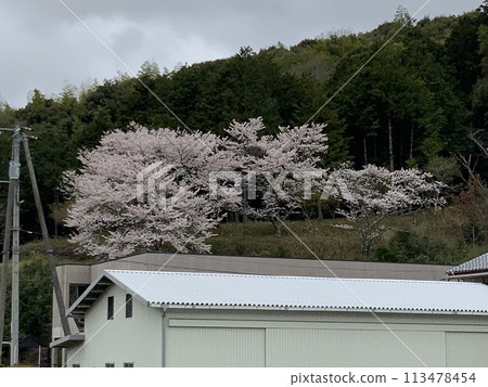櫻花的風景 櫻花的風景 113478454