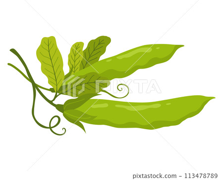 Green pea pod. Vegetable icon. Element for packaging and menu design. Natural green healthy eco product. Vector illustration Green pea pod. Vegetable icon. Element for packaging and menu design. Natural green healthy eco product. Vector illustration 113478789