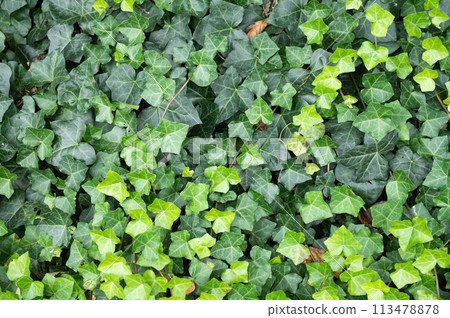 Lush Green Ivy Foliage Texture 113478878