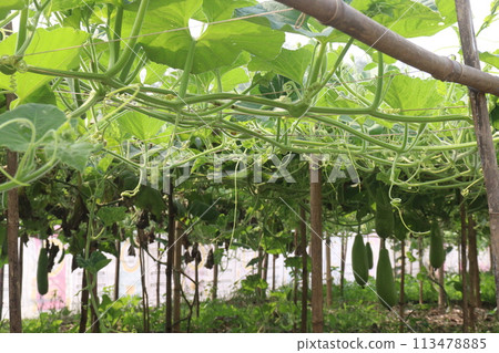Bottle gourd on tree in farm for sell 113478885