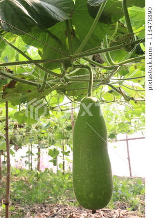 Bottle gourd on tree in farm for sell 113478890