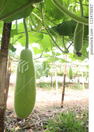 Bottle gourd on tree in farm for sell Bottle gourd on tree in farm for sell 113478897