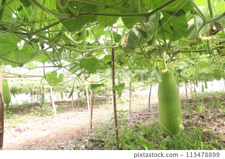 Bottle gourd on tree in farm for sell 113478899