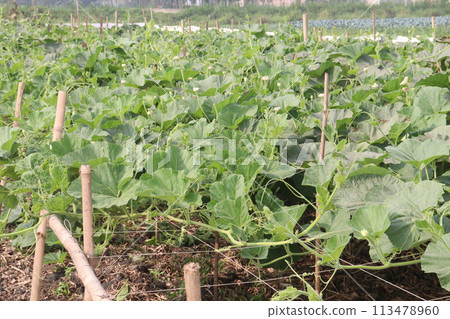 Bottle gourd plant on farm for sell 113478960
