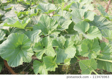 Bottle gourd plant on farm for sell 113478963