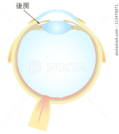 Horizontal section of the eye Posterior chamber 113478971