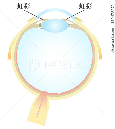 Horizontal section of the eye Iris 113478973