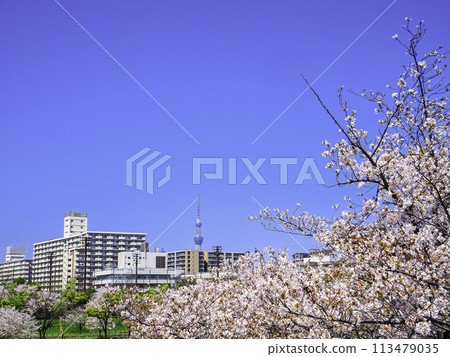 藍天住宅區的櫻花和天空樹 藍天住宅區的櫻花和天空樹 113479035