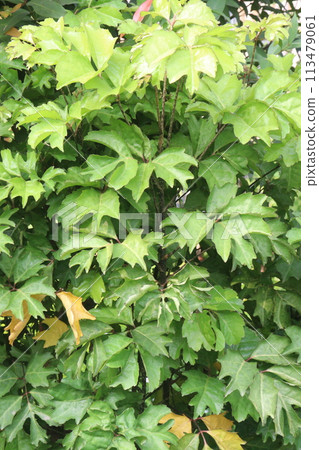 aralia ivy plant on farm aralia ivy plant on farm 113479061