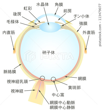 Horizontal cross section of the eye. Names of each part. 113479077