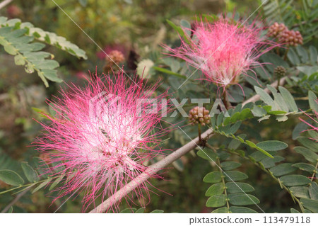 Calliandra haematocephala leaf plant on farm 113479118
