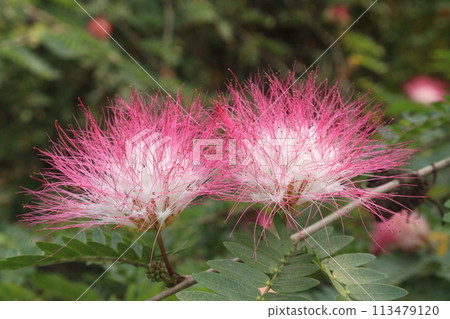 Calliandra haematocephala leaf plant on farm 113479120