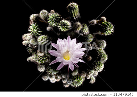 仙人掌花 113479145