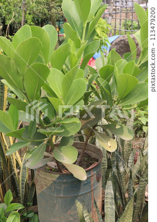 clusia rosea leaf plant on farm clusia rosea leaf plant on farm 113479200