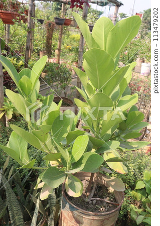 clusia rosea leaf plant on farm clusia rosea leaf plant on farm 113479202