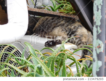The black paws of a brown tabby cat under the stairs 113479203