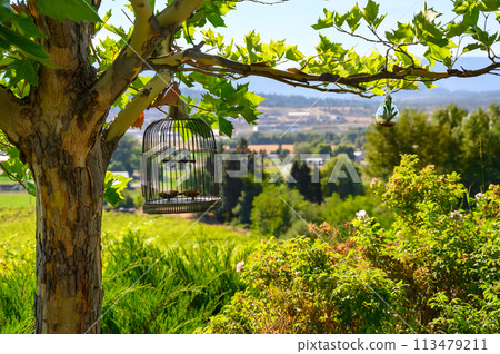 An empty metal bird cage hangs on a tree branch against the backdrop of green vegetation and a beautiful landscape. Focus on the cage An empty metal bird cage hangs on a tree branch against the backdrop of green vegetation and a beautiful landscape. Focus on the cage 113479211