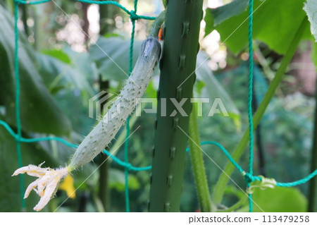 Cucumber at home garden Cucumber at home garden 113479258