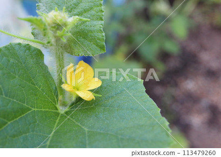 Male flowers of mini melons grown in a home garden Male flowers of mini melons grown in a home garden 113479260