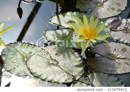 Brightly blooming yellow tropical water lilies 113479412