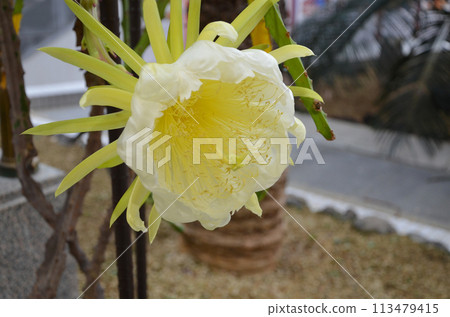 Dragon fruit (pitaya) flowers that look similar to moonbeauties Dragon fruit (pitaya) flowers that look similar to moonbeauties 113479415