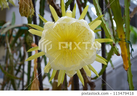 火龍果(火龍果)花,看起來像月亮美人 火龍果(火龍果)花,看起來像月亮美人 113479418