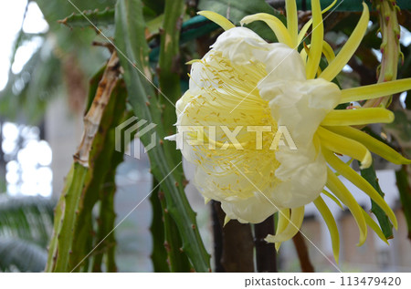 Dragon fruit (pitaya) flowers that look similar to moonbeauties 113479420