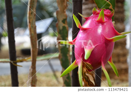 火龍果（火龍果）水果 113479421