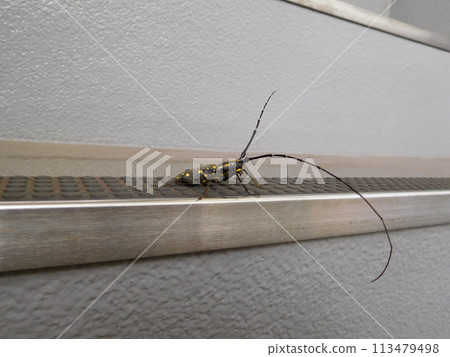 Kiboshid beetle 113479498