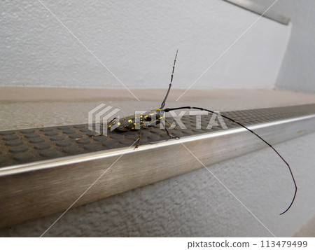 Kiboshid beetle Kiboshid beetle 113479499