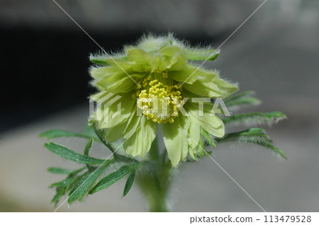 Pulsatilla shiroou, double-flowered, pure heart 113479528