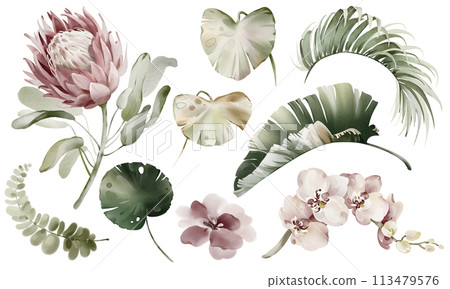Tropical elements of leaves and flowers. Watercolor Australian plants.Set of exotic green palm vegetation. Palm branch and protea on a white background. Orchid and banana leaf. Tropical elements of leaves and flowers. Watercolor Australian plants.Set of exotic green palm vegetation. Palm branch and protea on a white background. Orchid and banana leaf. 113479576