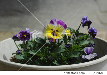 Pansy and viola planting Pansy and viola planting 113479689