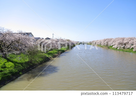 Somei-yoshino cherry blossoms blooming on the banks of the Moto-Arakawa River in Hasuda City, Saitama Prefecture 113479717