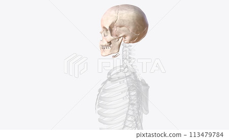 The bones of the skull are 22 bones, organized into a cranial skeleton (8 bones) that surrounds the brain and a facial skeleton (14 bones 113479784