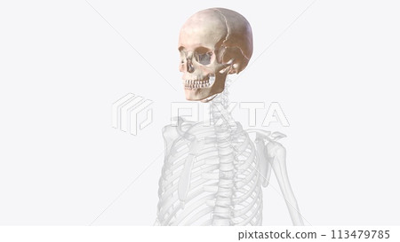 The bones of the skull are 22 bones, organized into a cranial skeleton (8 bones) that surrounds the brain and a facial skeleton (14 bones 113479785