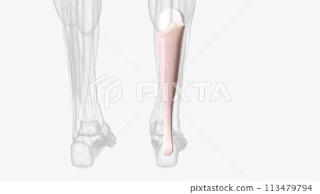 The Achilles tendon or heel cord, also known as the calcaneal tendon 113479794