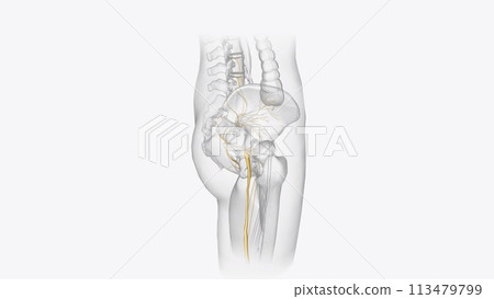 The peripheral nervous system consists of the nerves that branch out from the brain and spinal cord 113479799