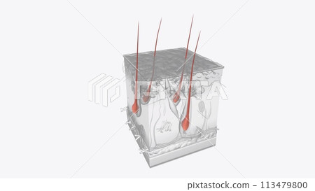 Skin Layers of Hairs 3d medical 113479800