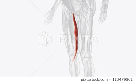 Gracilis is a thin, flat, long muscle that attaches to the coxal bone and tibia 113479801